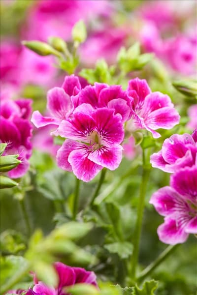 Pelargonium crispum