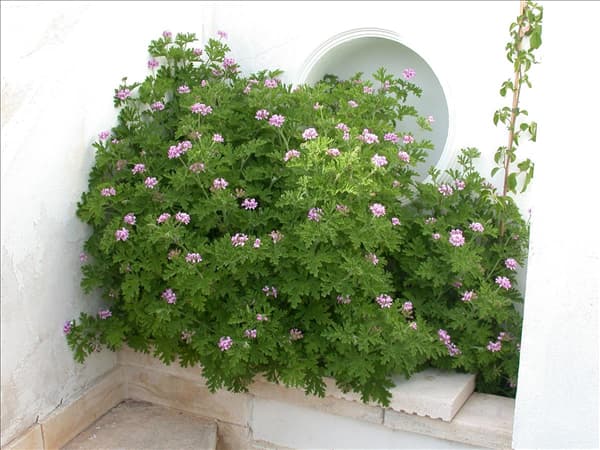 Pelargonium crispum