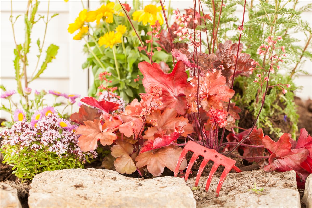 Heuchera, rot