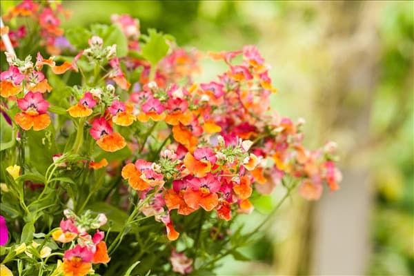 Nemesia
