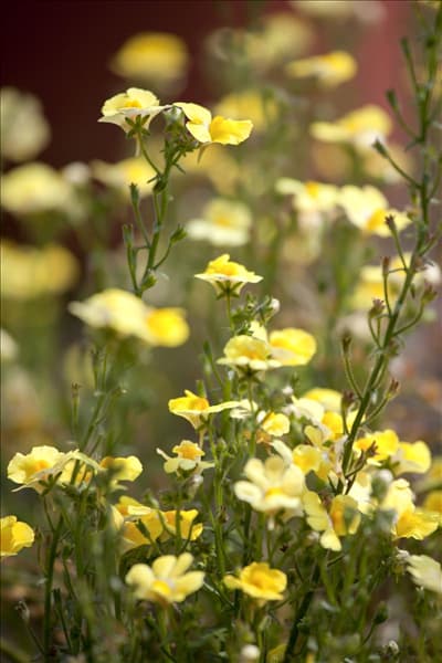 Nemesia