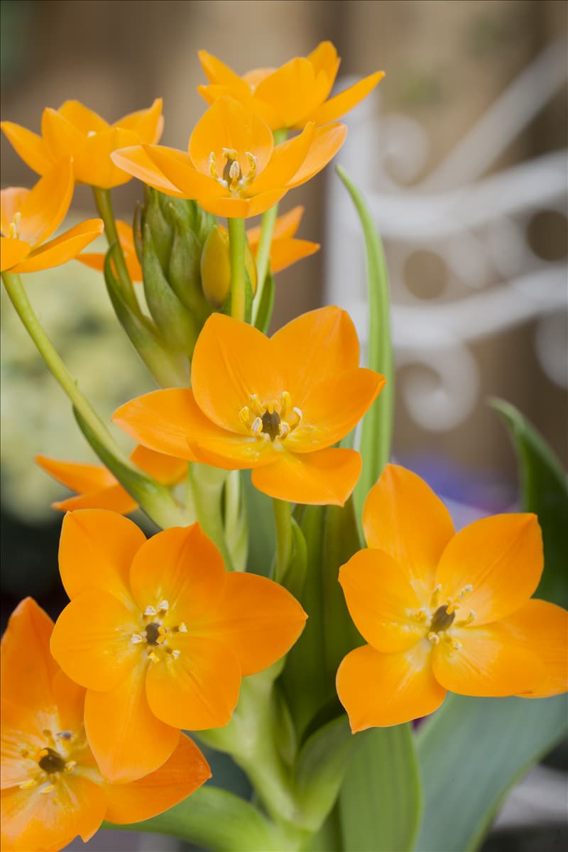 Ornithogalum dubium
