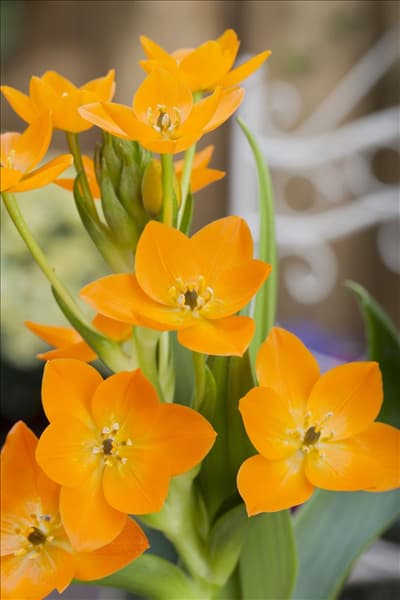 Ornithogalum dubium