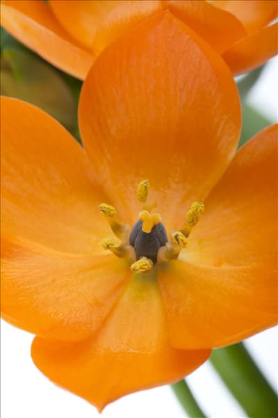 Ornithogalum dubium