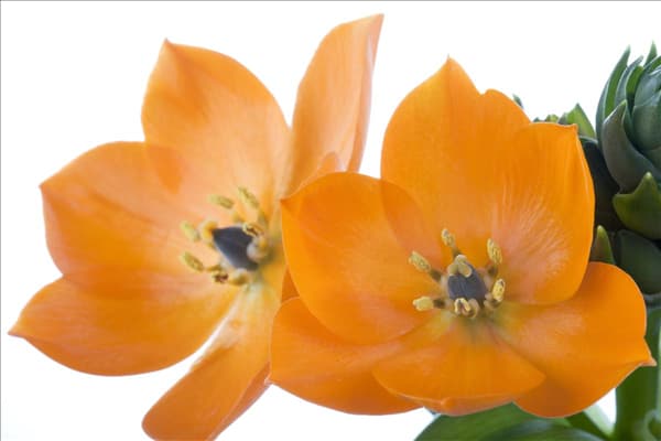 Ornithogalum dubium