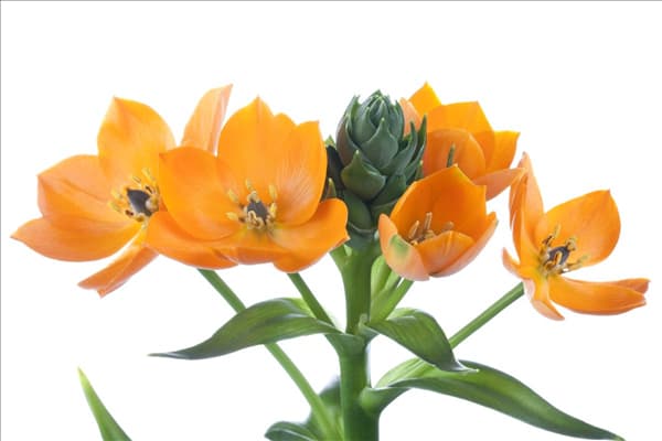 Ornithogalum dubium