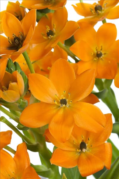Ornithogalum dubium