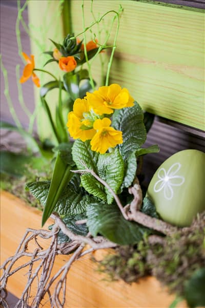 Primula vulgaris