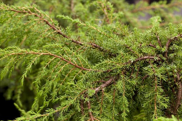 Juniperus communis 'Hornibrookii'