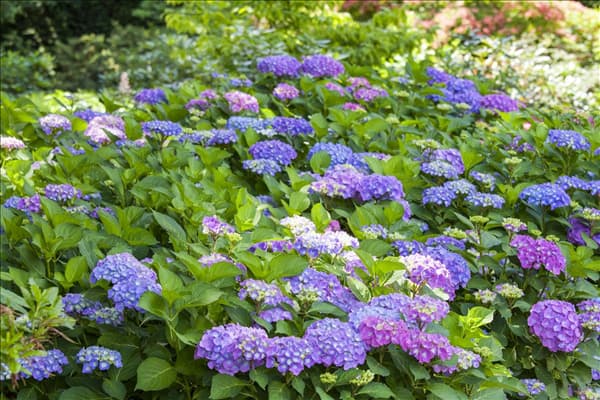 Hydrangea macrophylla