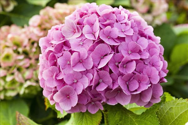 Hydrangea macrophylla