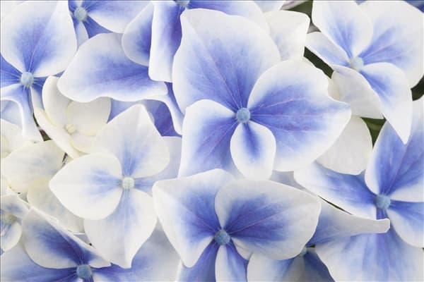 Hydrangea macrophylla