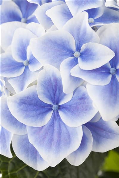 Hydrangea macrophylla