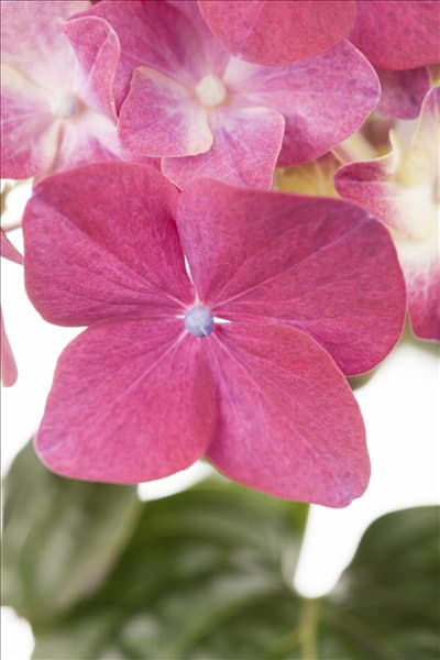 Hydrangea macrophylla