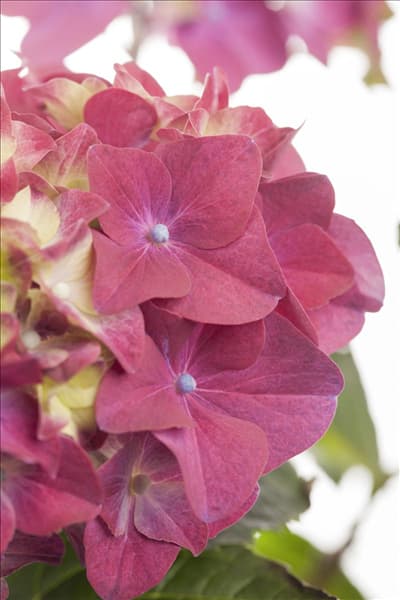Hydrangea macrophylla