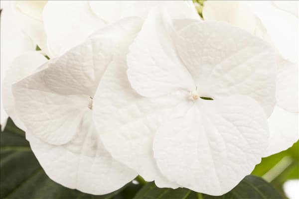 Hydrangea macrophylla