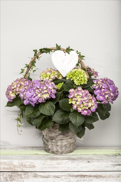 Hydrangea macrophylla
