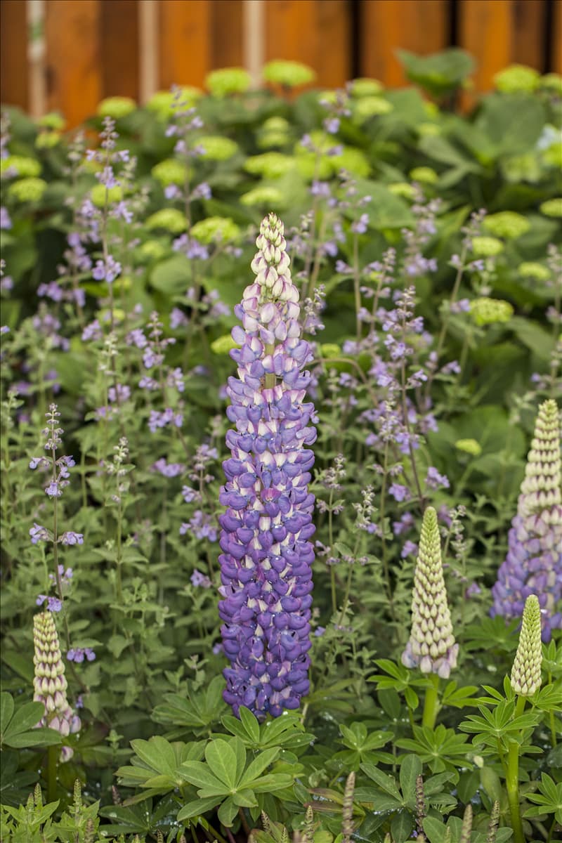 Lupinus polyphyllus 'Persian Slipper'®