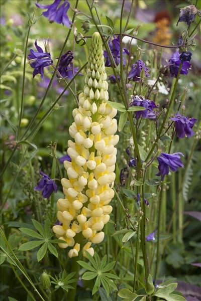 Lupinus polyphyllus
