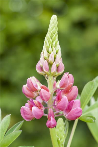 Lupinus polyphyllus 'Camelot Red'®