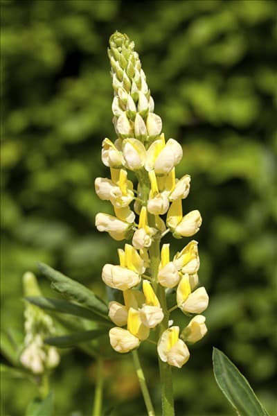 Lupinus polyphyllus 'Camelot Yellow'®