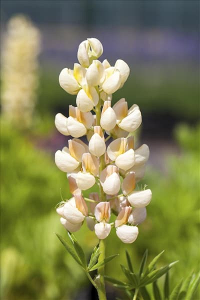 Lupinus polyphyllus 'Kronleuchter'