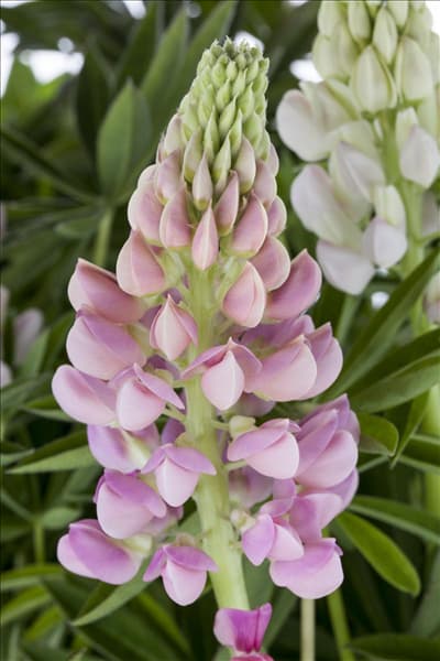 Lupinus polyphyllus, rosa