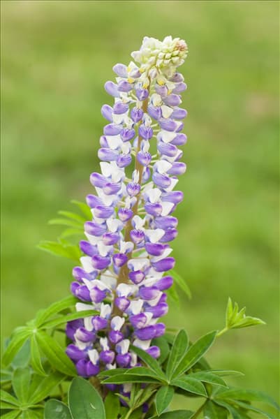 Lupinus polyphyllus