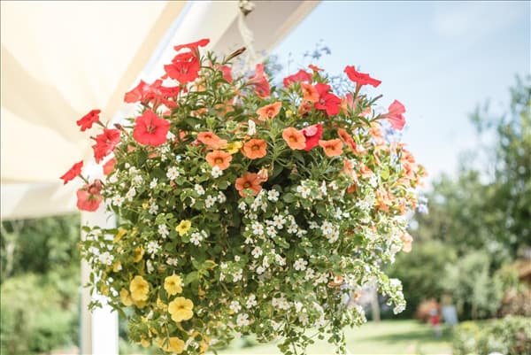 Ampelpflanzen