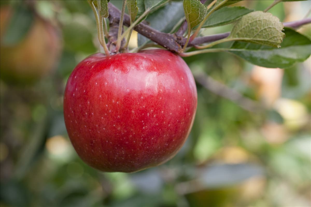 Malus domestica 'Braeburn'
