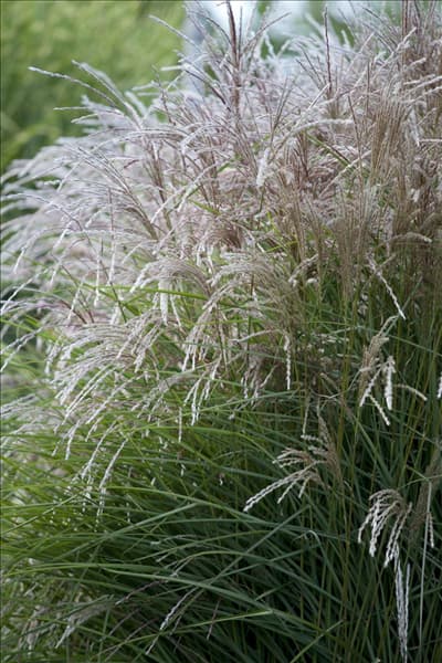 Miscanthus sinensis