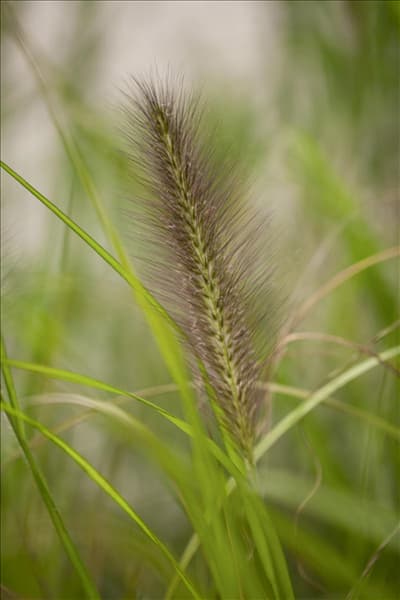Miscanthus sinensis