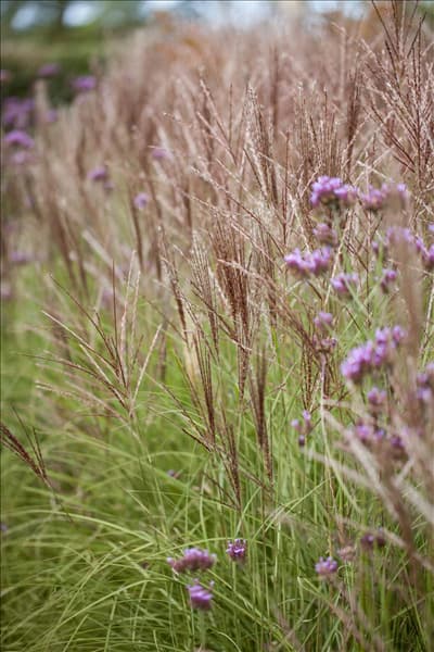 Miscanthus sinensis