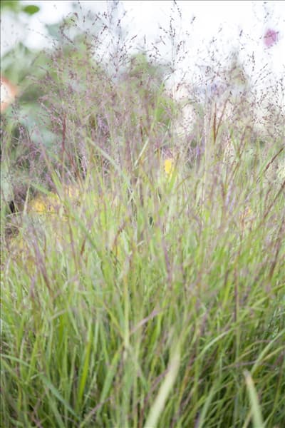 Miscanthus sinensis
