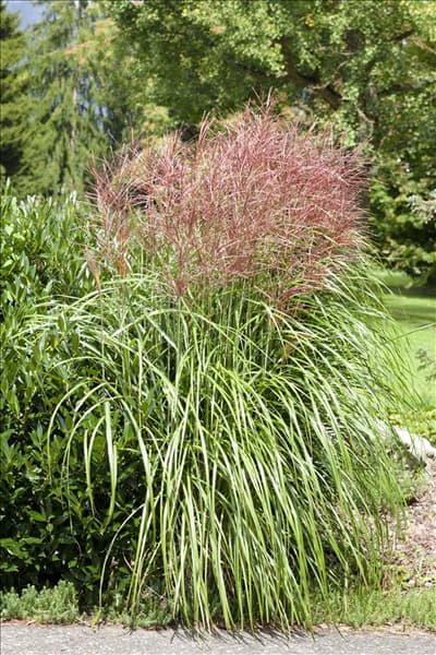 Miscanthus sinensis