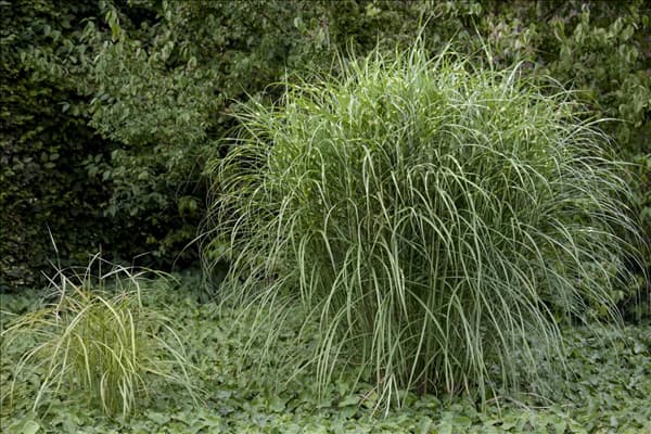 Miscanthus sinensis