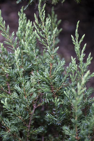Juniperus communis 'Repanda'