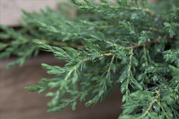 Juniperus communis 'Repanda'