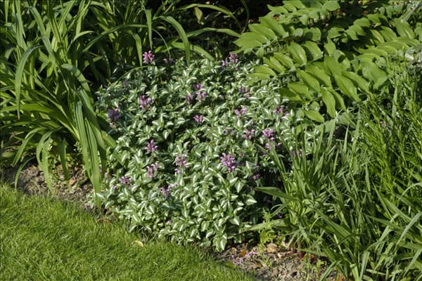 Lamium maculatum 'Roseum'