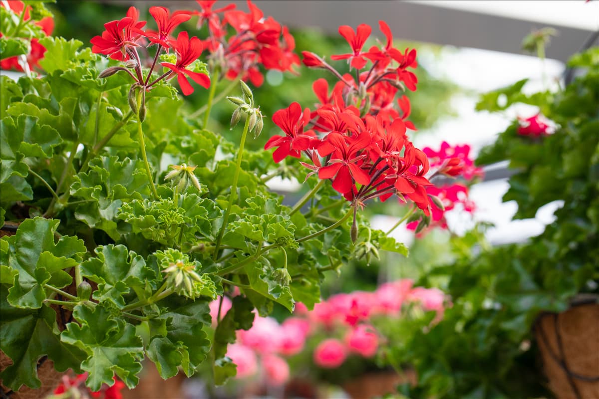 Pelargonium Grand Idols®
