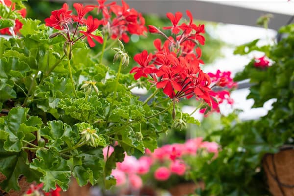 Pelargonium Grand Idols®