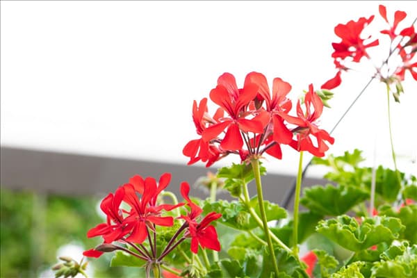 Pelargonium Grand Idols®