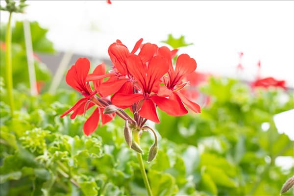 Pelargonium Grand Idols®