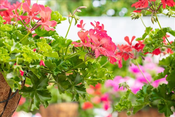 Pelargonium Grand Idols®