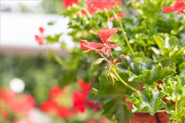 Pelargonium Grand Idols®