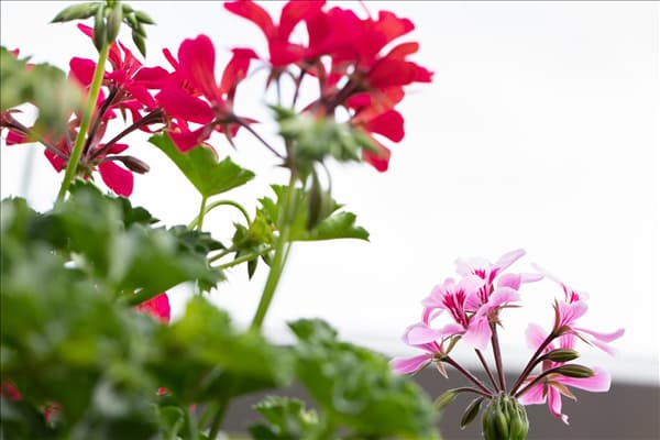 Pelargonium Grand Idols®