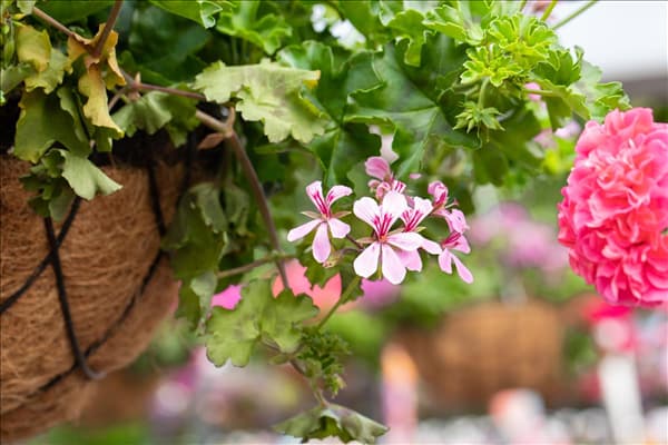 Pelargonium Grand Idols®
