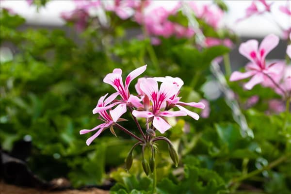 Pelargonium Grand Idols®