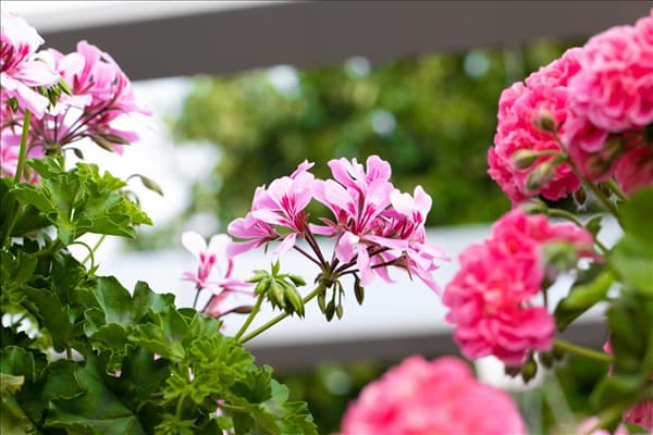 Pelargonium Grand Idols®