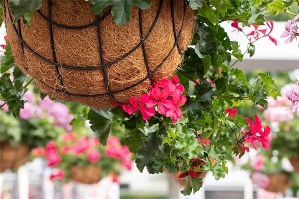 Pelargonium Grand Idols®